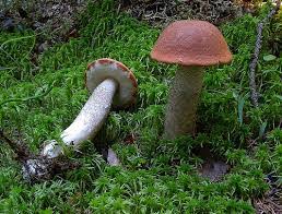 Attēlu rezultāti vaicājumam “Leccinum vulpinum”