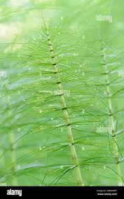 Attēlu rezultāti vaicājumam “Equisetum telmateia”