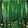  Bamboo Facts