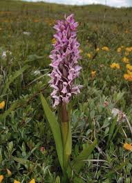 Attēlu rezultāti vaicājumam “Dactylorhiza incarnata”