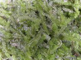 Attēlu rezultāti vaicājumam “Diplophyllum albicans”