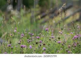 Attēlu rezultāti vaicājumam “Trifolium medium flower”