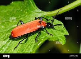 Attēlu rezultāti vaicājumam “Pyrochroa coccinea”