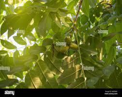 Attēlu rezultāti vaicājumam “Juglans mandshurica leaf”