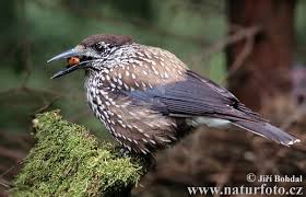 Image result for Nucifraga caryocatactes