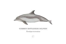 Image result for Tursiops truncatus