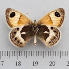 Attēlu rezultāti vaicājumam “Coenonympha hero underside”