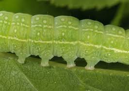 Attēlu rezultāti vaicājumam “Cosmia pyralina”