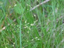 Attēlu rezultāti vaicājumam “Carex disperma”