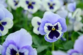 Image result for Viola x wittrockiana `Hiemalis`