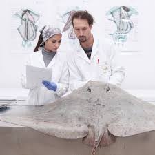 Image result for Gymnura altavela