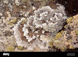 Attēlu rezultāti vaicājumam “Parmelina tiliacea”