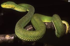 Attēlu rezultāti vaicājumam “Licea minima macro”