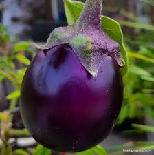 Afbeeldingsresultaat voor fengyuan purple eggplant