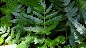 Image result for Pimpinella major