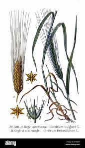 Attēlu rezultāti vaicājumam “Hordeum vulgare fruit”