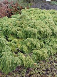 Attēlu rezultāti vaicājumam “Tsuga canadensis”