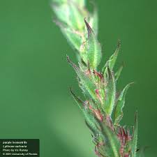 Attēlu rezultāti vaicājumam “Lythrum salicaria fruit”