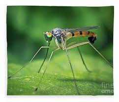 Attēlu rezultāti vaicājumam “Dolichopodidae”