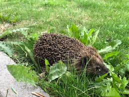 Image result for Igel