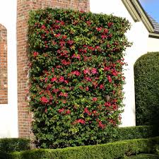 Image result for bougainvillea