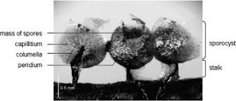 Attēlu rezultāti vaicājumam “Lamproderma ovoideum stalked”