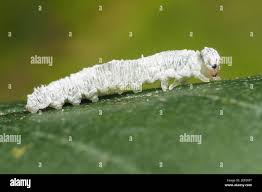 Attēlu rezultāti vaicājumam “Eriocampa ovata”