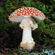 Attēlu rezultāti vaicājumam “Lycogala leopardinum”