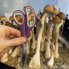 Attēlu rezultāti vaicājumam “Dianema depressum spores”