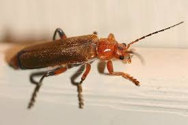 Attēlu rezultāti vaicājumam “Cantharis livida”