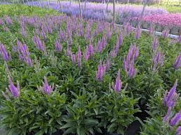 Attēlu rezultāti vaicājumam “Veronica longifolia leaf”