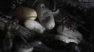 Attēlu rezultāti vaicājumam “Formica rufa pupa”