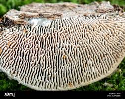 Attēlu rezultāti vaicājumam “Daedalea quercina”