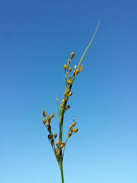 Attēlu rezultāti vaicājumam “Juncus compressus”