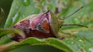 Attēlu rezultāti vaicājumam “Elasmostethus interstinctus nymph”