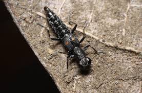 「テジャス・ヴィジ テラフォーマーズ」の画像検索結果