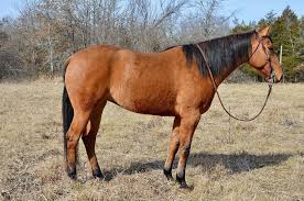 Image result for horse girl gun