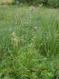 Attēlu rezultāti vaicājumam “Peucedanum palustre leaf”
