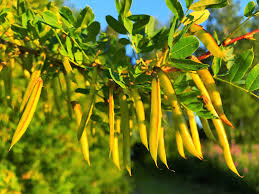 Attēlu rezultāti vaicājumam “Caragana arborescens fruit”