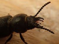 Attēlu rezultāti vaicājumam “Spondylis buprestoides”