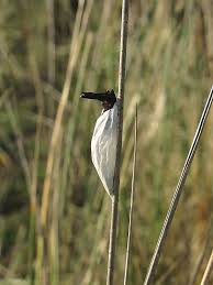 Attēlu rezultāti vaicājumam “Zygaena cocoon”