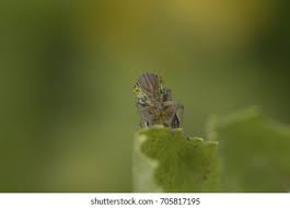 Attēlu rezultāti vaicājumam “Cicadella viridis female”