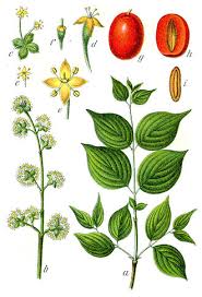 Attēlu rezultāti vaicājumam “Cornus mas”