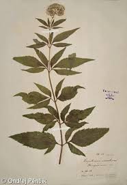 Attēlu rezultāti vaicājumam “Eupatorium cannabinum leaf”