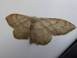 Attēlu rezultāti vaicājumam “Idaea emarginata”