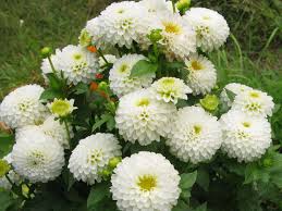 Image result for Dahlia `Snowflake`
