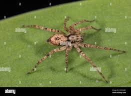 Attēlu rezultāti vaicājumam “Anyphaena accentuata”