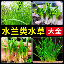 「扭蘭」的圖片搜尋結果