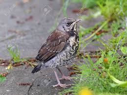 Attēlu rezultāti vaicājumam “Turdus pilaris”