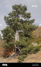 Attēlu rezultāti vaicājumam “Pinus nigra”